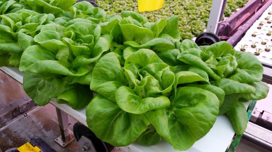 Mucci Naked leaf butter lettuce ready to harvest CD